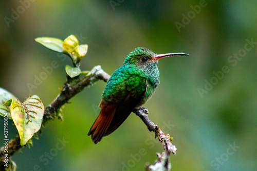 Colibríes de diversas especies pertenecientes al Chocó Andino de Mindo, Ecuador. Aves endémicas de los Andes ecuatorianos comiendo y posando para fotos. © JimmyPirela