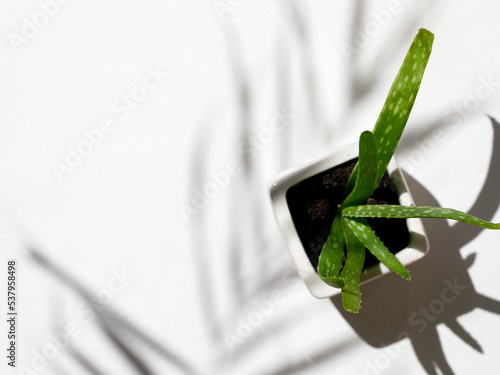 Succulent Aloe Vera Plant on White Pot Isolated on white Background by front view with trend hard shadows. Horizontal mock up, copy space, close up, top view flat lay
