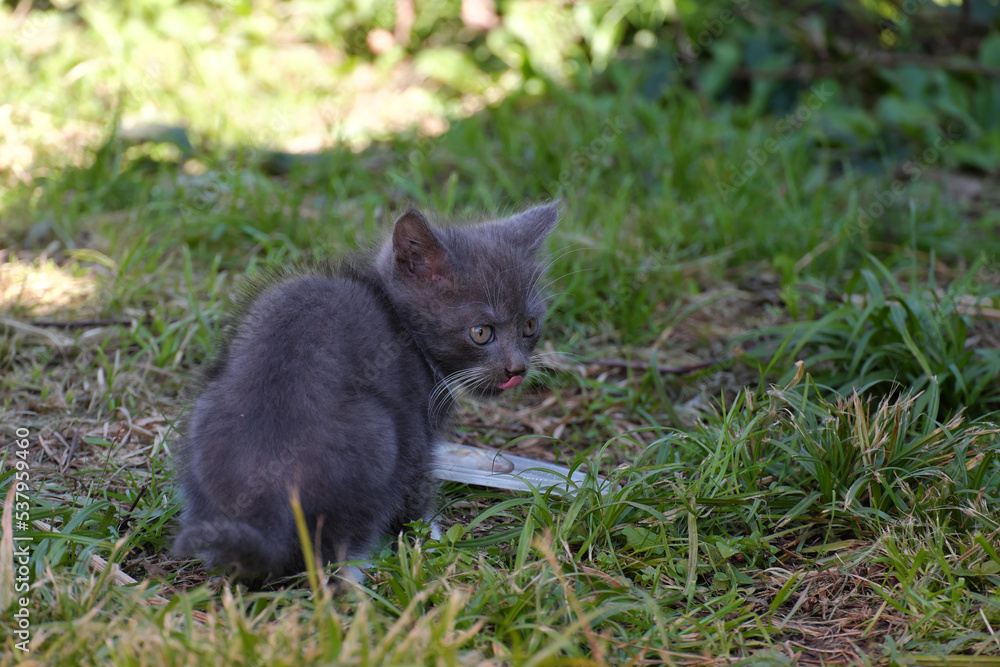 A fluffy gray kitten licking its lips with its tongue sticking out on the lawn.