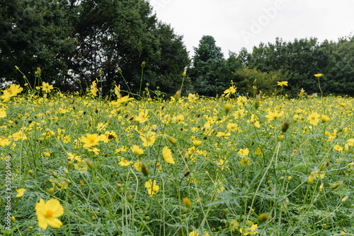 yellow flowers ( cosmoses) in the garden