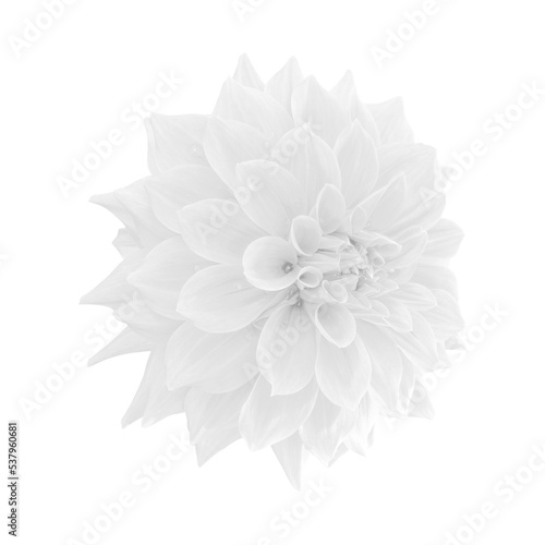White dahlia flower isolated on white background © peekeedee