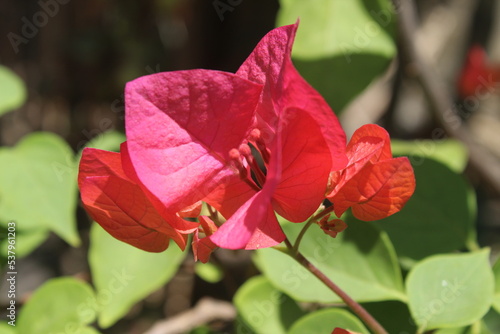 Bougainvillea × buttiana is a flowering plant, a hybrid friend of Bougainvillea glabra and Bougainvillea peruviana. photo