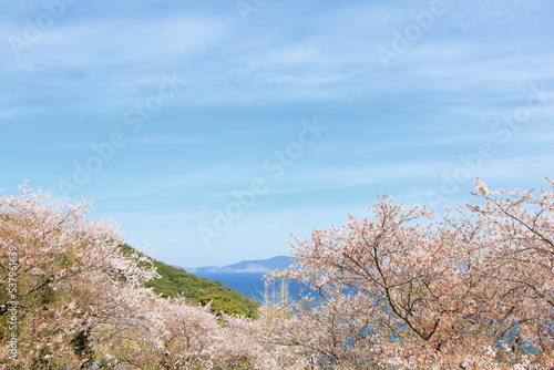 海辺に咲く桜