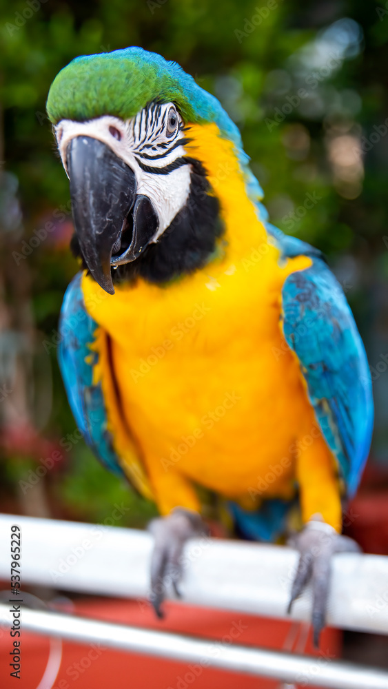  Blue gold Macaw looks like a clown face