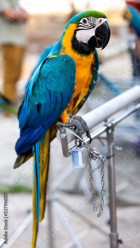 The golden blue macaw is very attractive with its perfect color