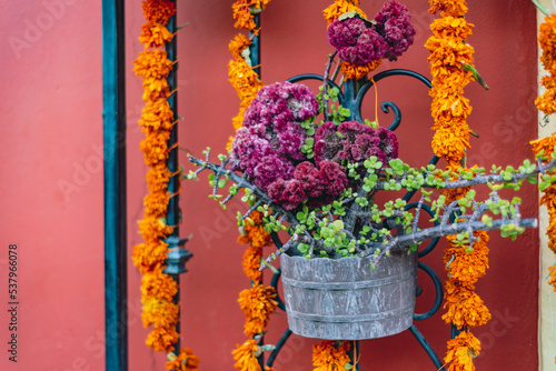 traditional door or window altar with flower strings and pots with purple cockscombs and orange marigold flowers offerings for the day of the dead holiday dia de muertos in Oaxaca in Mexico 