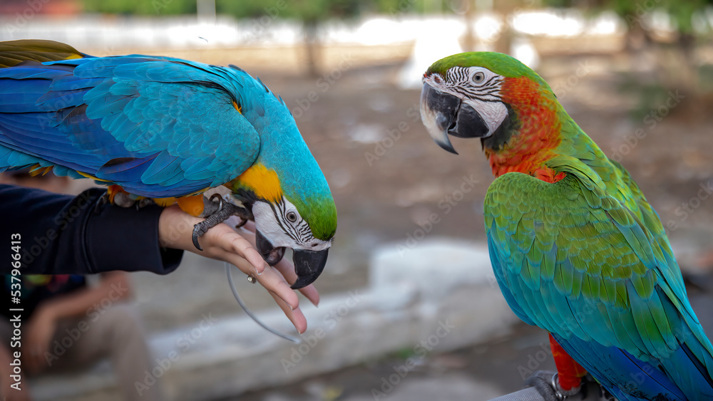 Two types of macaws. This bird has a long tail and has beautiful colors