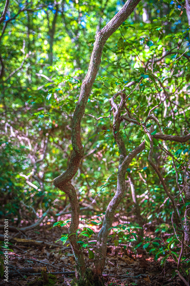 Fototapeta premium tree in the woods