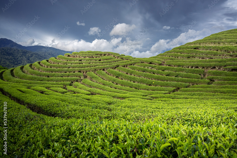 Tea Field Plantation in beautiful day and sky
