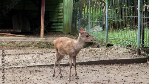 The Bawean deer, also known as Kuhl's hog deer or Bawean hog deer, is a highly threatened species of deer endemic to the island of Bawean in Indonesia. photo