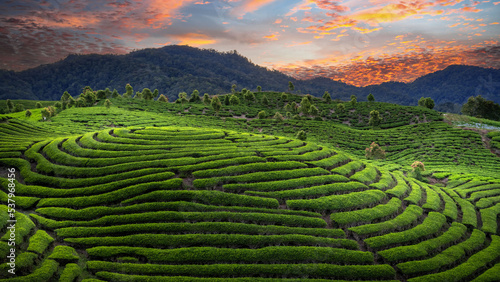 Fotografie, Obraz green tea plantations in sunset