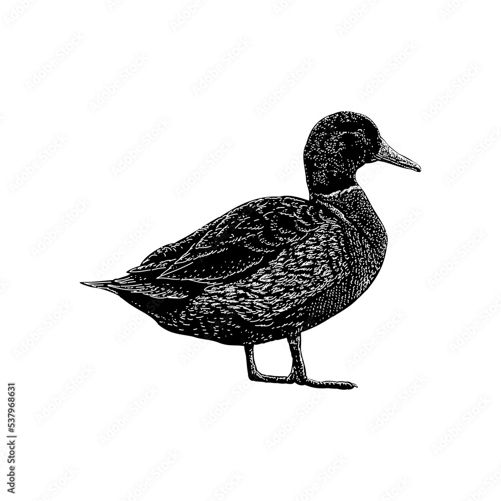 Mallard duck hand drawing vector illustration isolated on background
