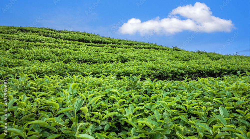 Tea Field Plantation in beautiful day and sky
