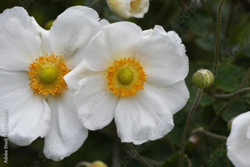 Japanese anemone   Anemone hupehensis   flowers. Ranunculaceae perennial plants. The flowering season is from September to November  and the elegant flowers create an autumn atmosphere.