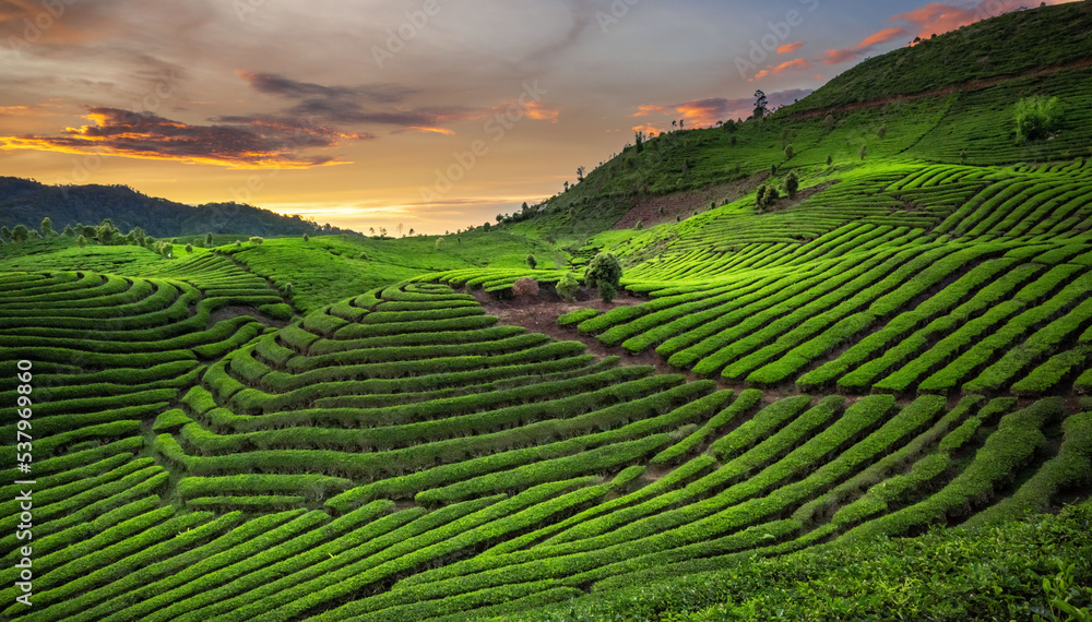 green tea plantations in sunset
