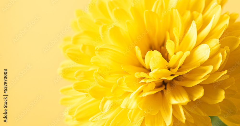 close up of Yellow daisy chrysanthemum flower background close up of Yellow daisy chrysanthemum flower background