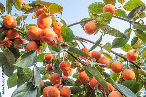 Persimmon Fruit, Persimmon tree with many persimmons