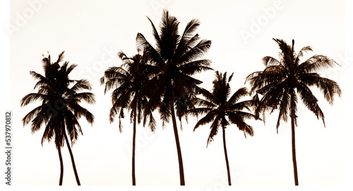 silhouette of coconut tree isolated and save as to PNG file