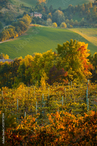 Fototapeta Naklejka Na Ścianę i Meble -  Autumn landscape, red vineyards in Castelvetro di Modena, Italy