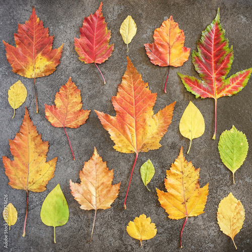 Flatlay of colorful autumn leaves background. Concept of changing seasons.