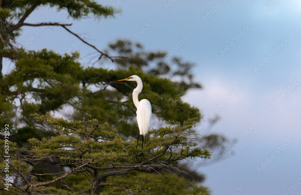 great white heron great white heron