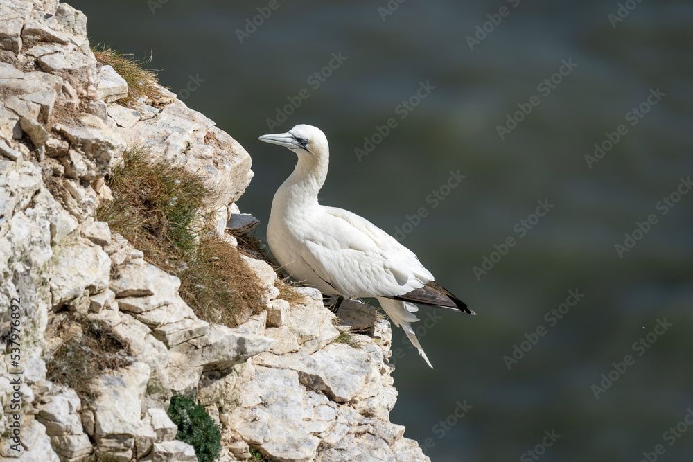 Northern Gannet nesting on Bempton cliffs on the North Yorkshire coast in England Northern Gannet nesting on Bempton cliffs on the North Yorkshire coast in England