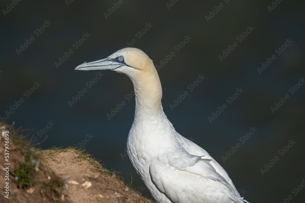 Northern Gannet nesting on Bempton cliffs on the North Yorkshire coast in England Northern Gannet nesting on Bempton cliffs on the North Yorkshire coast in England