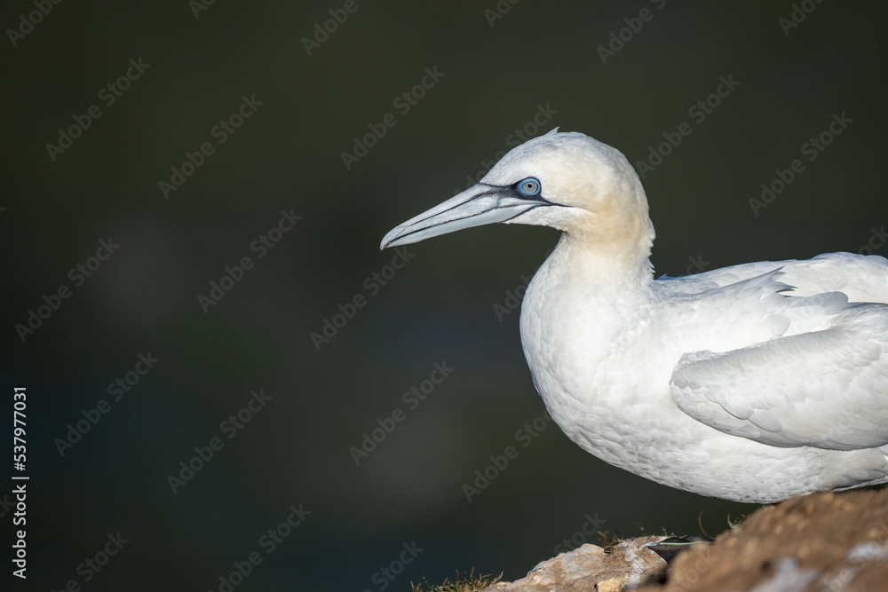 Northern Gannet nesting on Bempton cliffs on the North Yorkshire coast in England Northern Gannet nesting on Bempton cliffs on the North Yorkshire coast in England