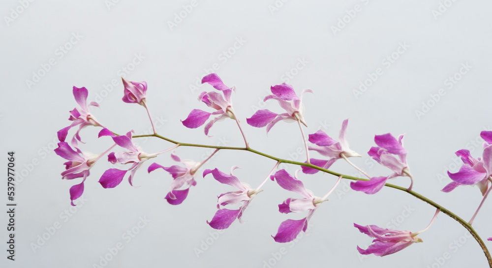 orchid, beauty, nature, flower, beautiful, purple, petal, plant, background, floral, blossom, fresh, pink, natural, white, bloom, flora, tropical, decoration, spring, blooming, branch, phalaenopsis, c