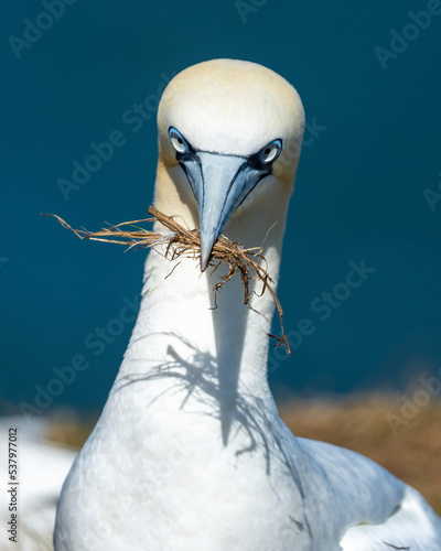 Northern Gannet building a nest on Bempton cliffs on the North Yorkshire coast in England with grass in its beak photo