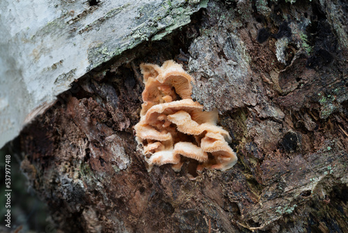 Jelly rot, Merulius tremellosus growing on rotting birch wood photo