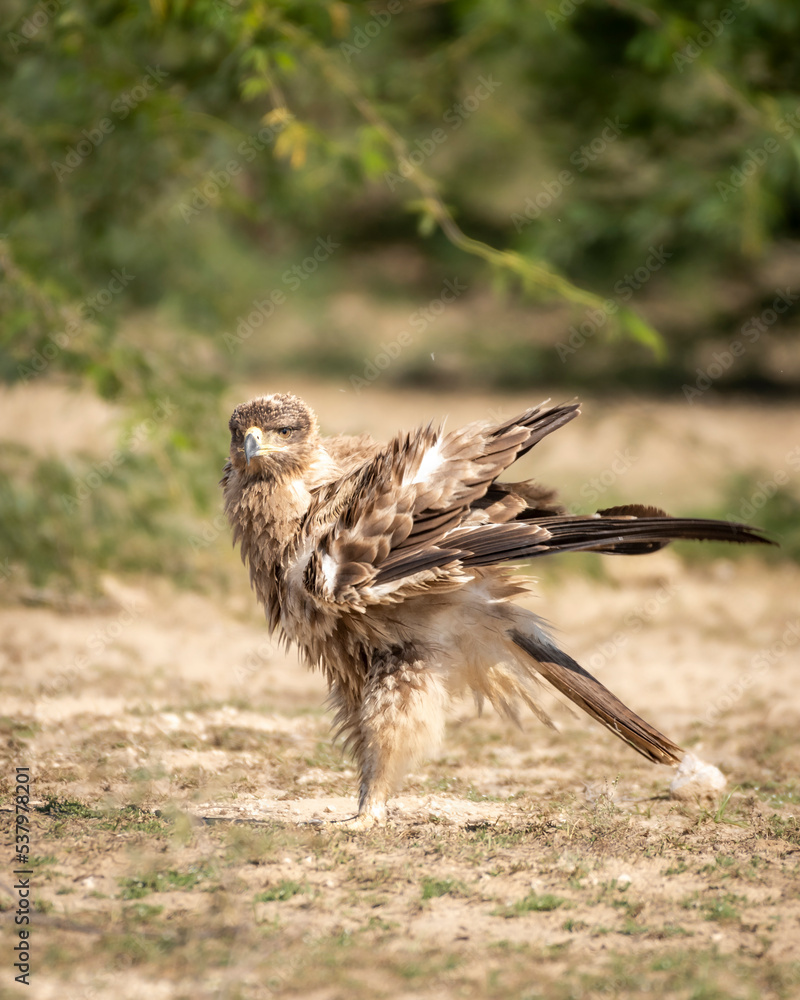 Fototapeta premium Tawny eagle or Aquila rapax bird of prey with full wingspan and beautiful wings display pattern closeup in natural green background at tal chhapar sanctuary rajasthan India asia