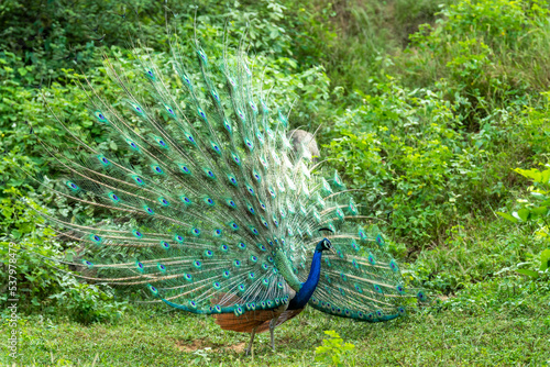 Indian peafowl or Pavo cristatus or male peacock display his wings and dancing with full colorful wingspan to attracts female partners for mating in natural monsoon green forest of central india asia
