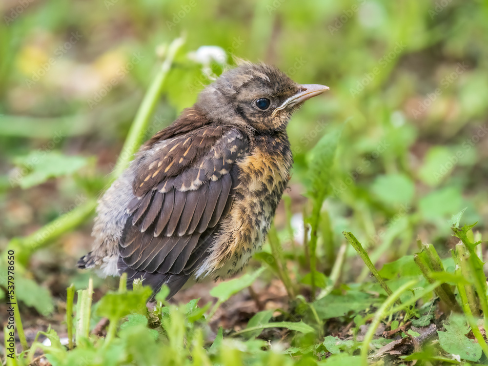 A fieldfare chick, Turdus pilaris, has left the nest and sitting on the spring lawn. A fieldfare chick sits on the ground and waits for food from its parents. A fieldfare chick, Turdus pilaris, has left the nest and sitting on the spring lawn. A fieldfare chick sits on the ground and waits for food from its parents.