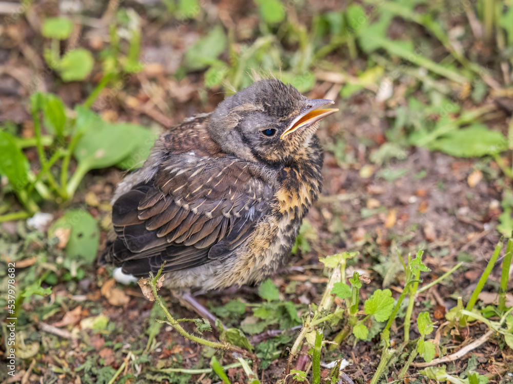 A fieldfare chick, Turdus pilaris, has left the nest and sitting on the spring lawn. A fieldfare chick sits on the ground and waits for food from its parents. A fieldfare chick, Turdus pilaris, has left the nest and sitting on the spring lawn. A fieldfare chick sits on the ground and waits for food from its parents.