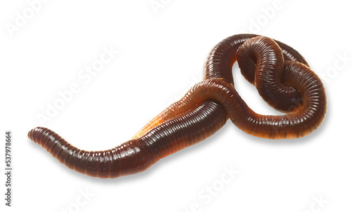 Beautiful close-up earthworm image with transparent background. Studio flash light made to show earthworm clean and clear.
