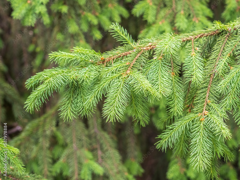 Fir branches with fresh shoots in spring. Fir branches with fresh shoots in spring.