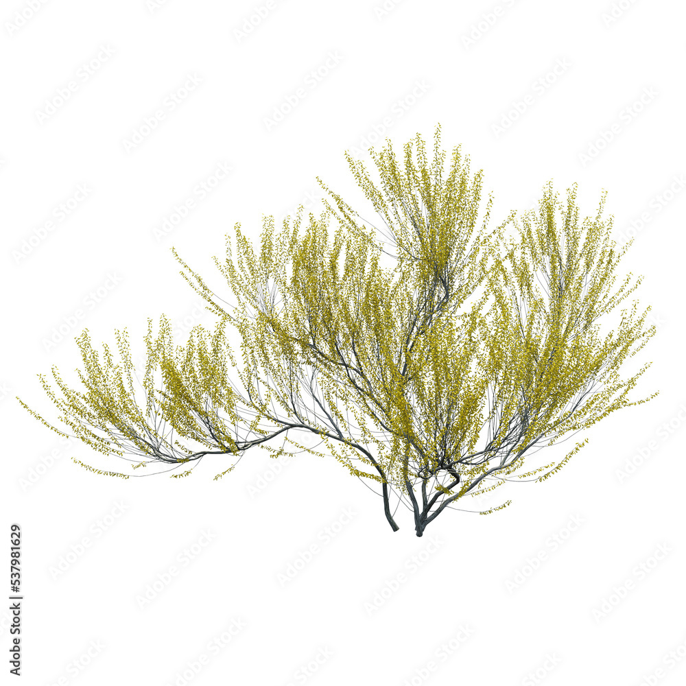 Fototapeta premium bush isolate on a transparent background, 3D illustration, cg render