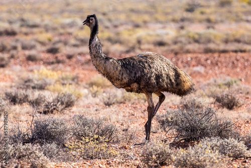 An emu in the bush near Woomera, South Australia photo