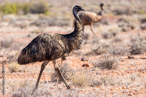 An emu in the bush near Woomera, South Australia photo