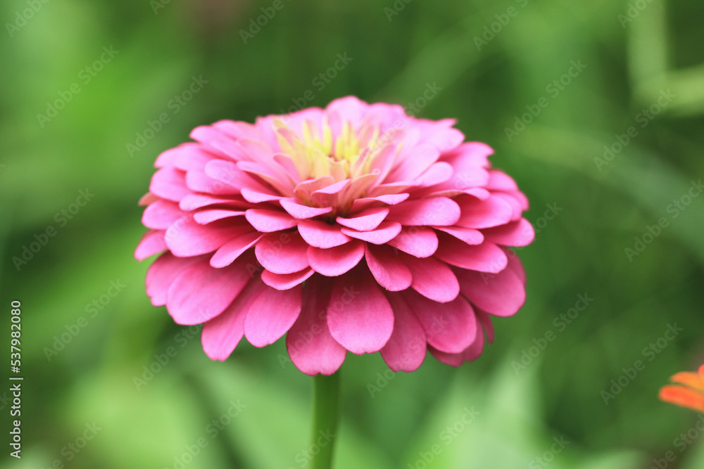 beautiful view of blooming Zinnia,Youth-and-old-age flower,close-up of red Zinnia flower blooming in the garden at a sunny day 