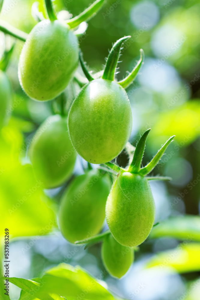 mini tomatoes grown in home garden