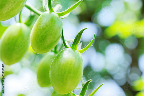 Wallpaper Mural mini tomatoes grown in home garden Torontodigital.ca