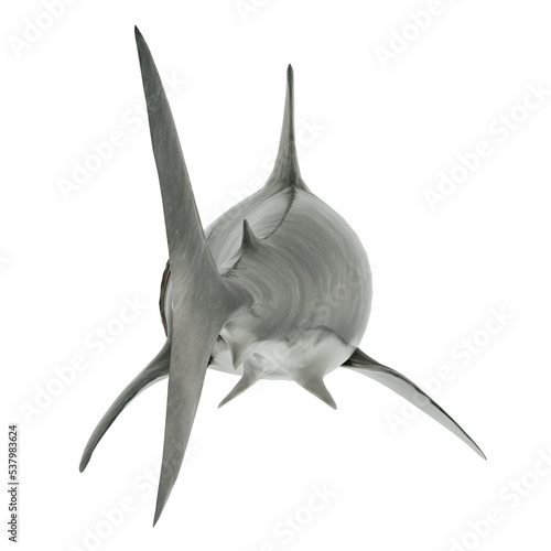 Great White Shark Isolated transparent. Back view 3D Rendering