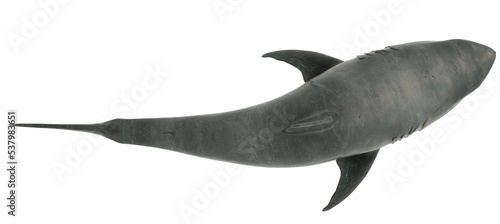 Great White Shark Isolated transparent. Top view 3D Rendering