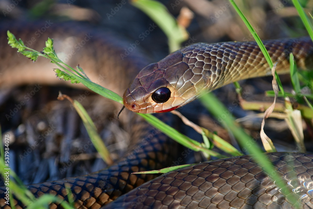 How to tell poisonuis snakes How to tell poisonuis snakes