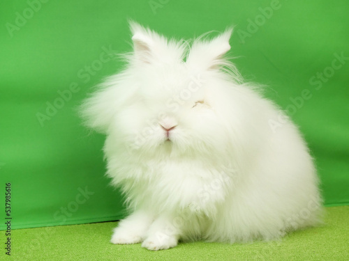 カメラ目線のライオンラビット