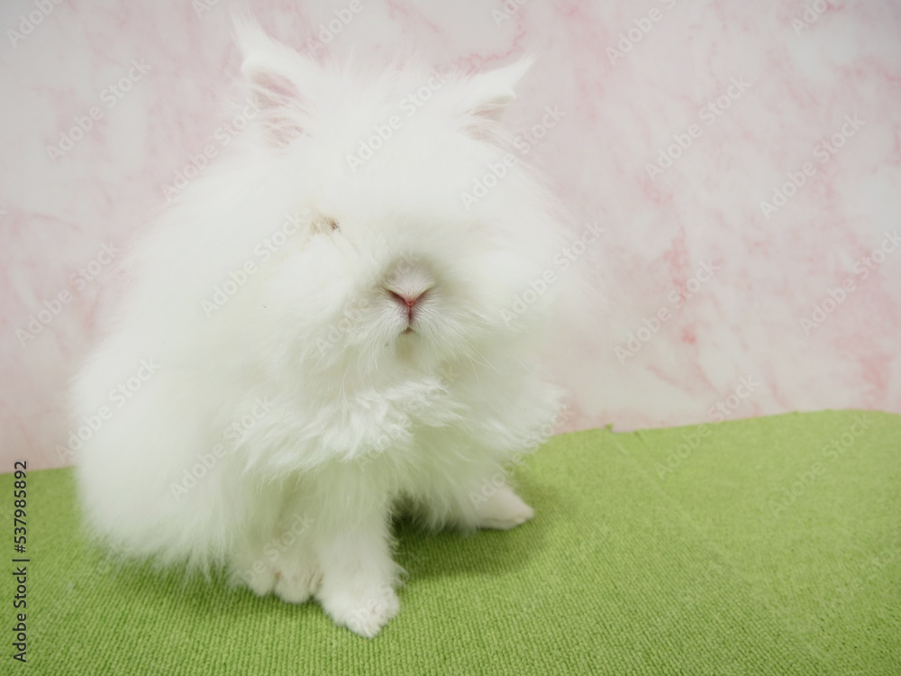 ふわふわの毛のライオンラビット ふわふわの毛のライオンラビット