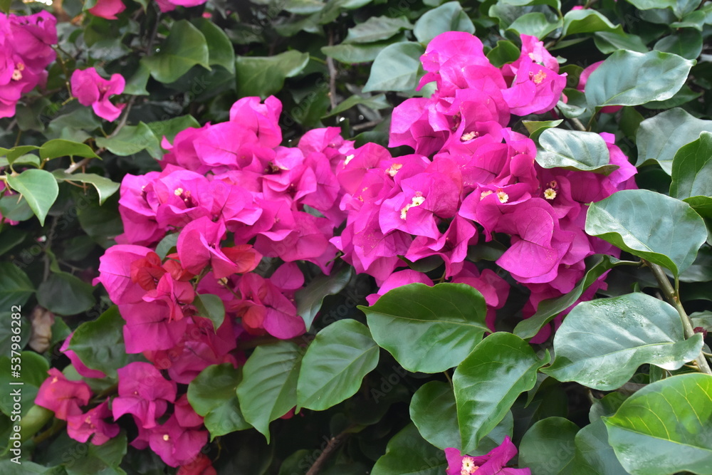 pink flowers in a garden