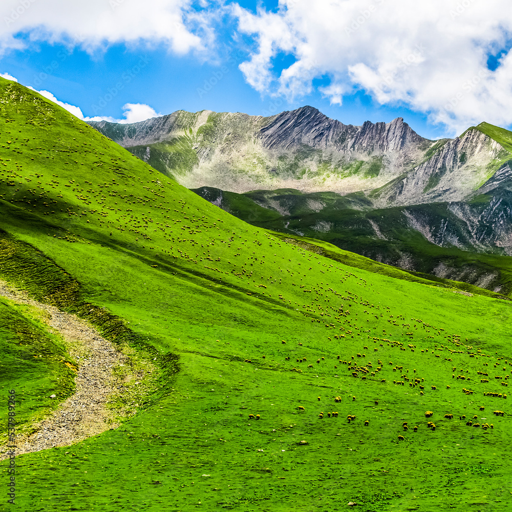 A large herd of sheep graze on the slope of a mountain covered with grass.